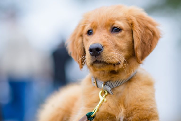 SEWE 2024 Charleston Guru